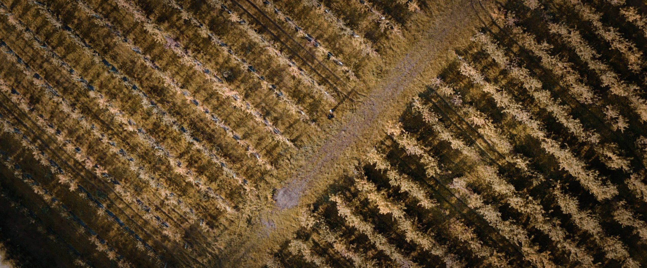 Kodas Orchards