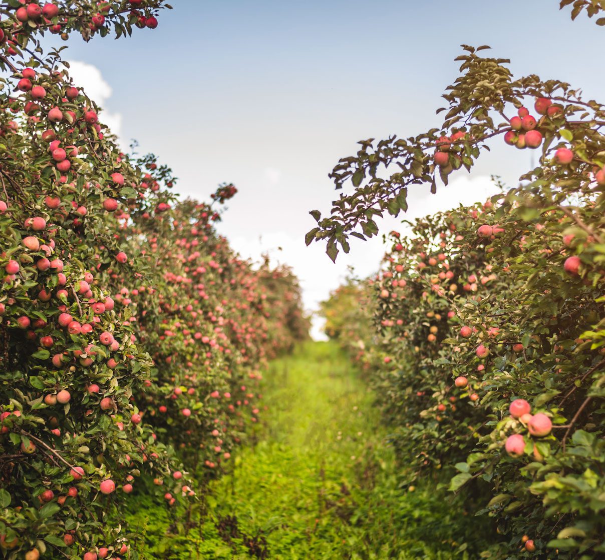Apple orchard in southern Estonia