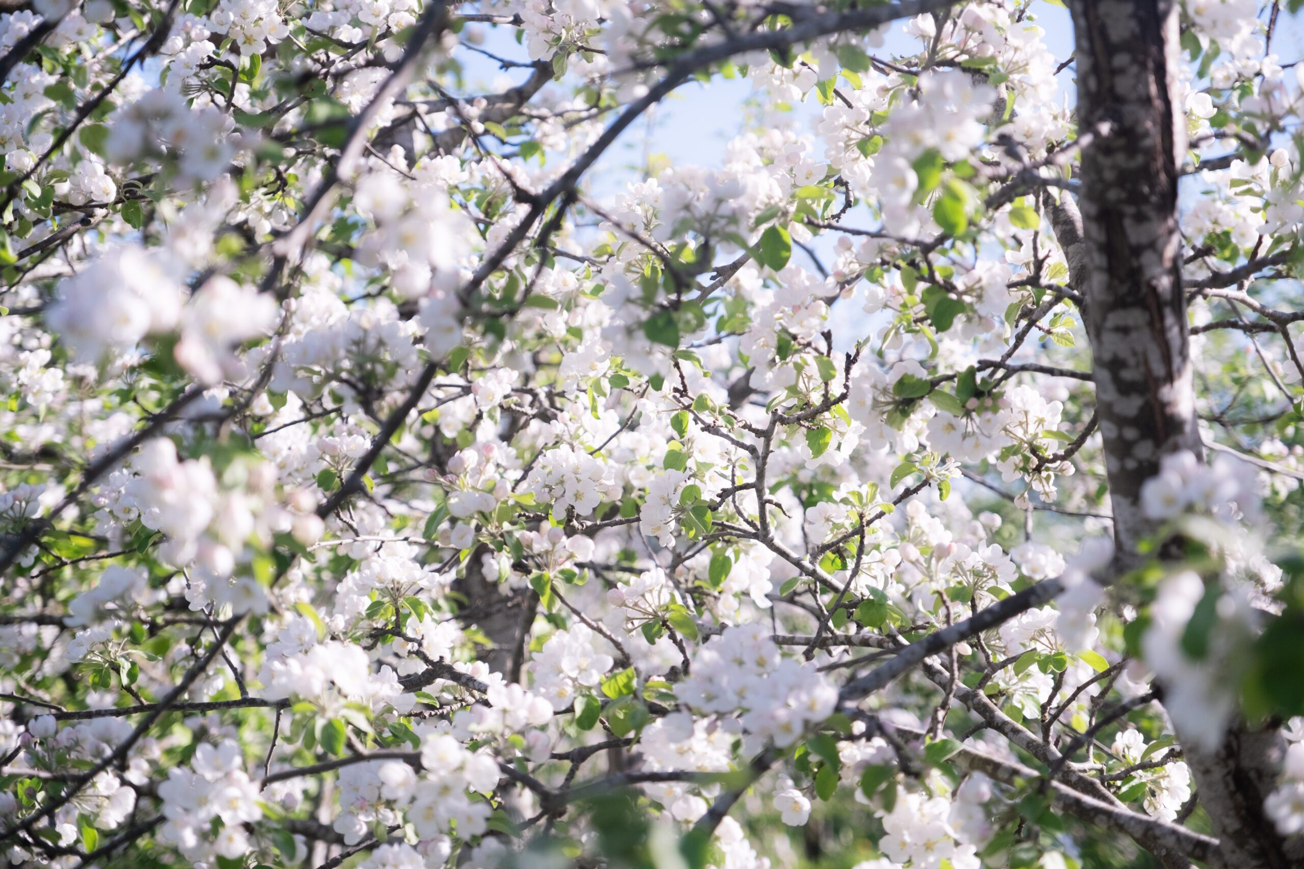 Kodas Orchard